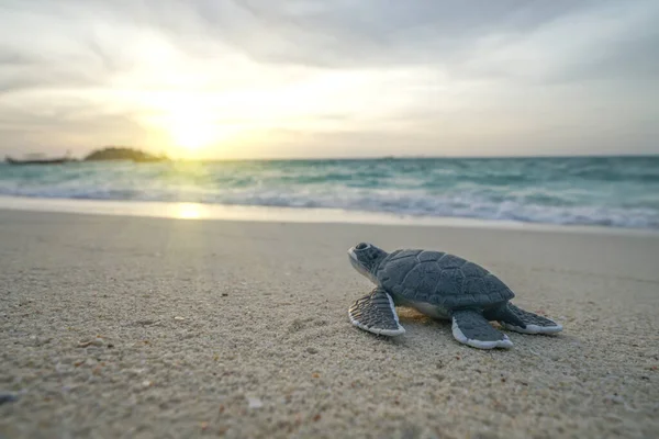 Little Sea Turtle Sandy Beach Morning Time — Stock Photo, Image