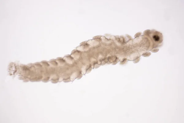 Mikroskopisch Kleine Polychaeten Oder Borstenwürmer Unter Dem Mikroskop — Stockfoto