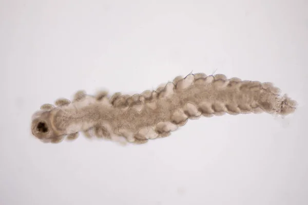 Microscopische Polychaete Borstelwormen Onder Microscoop Bekijken Voor Onderwijs — Stockfoto