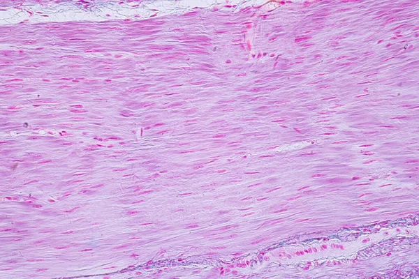 Istologia Della Muscolatura Liscia Umana Microscopio Educazione Tessuto Umano — Foto Stock