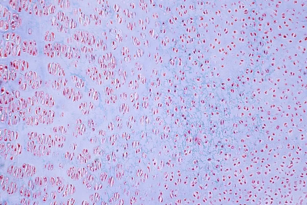 Doorsnede Menselijk Kraakbeen Onder Microscoop Voor Educatieve Histologie Menselijk Weefsel — Stockfoto