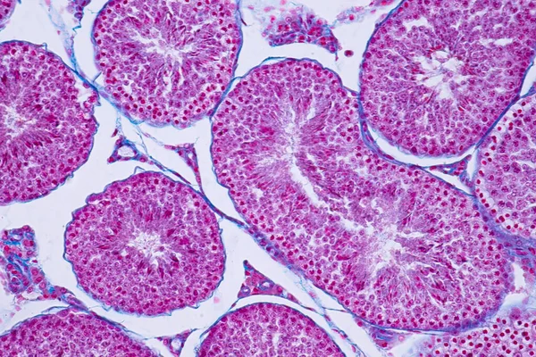 Sezione Trasversale Testicolo Umano Microscopio Vista Istruzione Istologia Tessuto Umano — Foto Stock