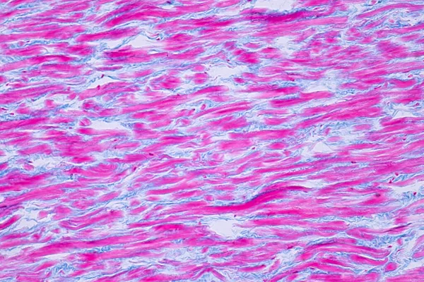 Histology of human cardiac muscle under microscope view for education. Human tissue.