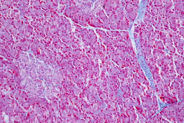 Human Levervävnad Mikroskop För Utbildning Histologi Mänsklig Vävnad — Stockfoto