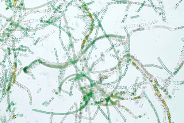 Les Algues Filamenteuses Sont Des Cellules Unicellulaires Qui Forment Longues — Photo