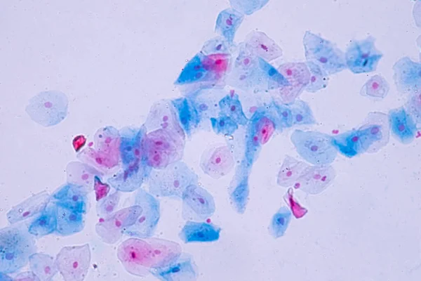 Плоскоглазые Эпителиальные Клетки Микроскопом Гистологии Образования Человеческая Ткань — стоковое фото