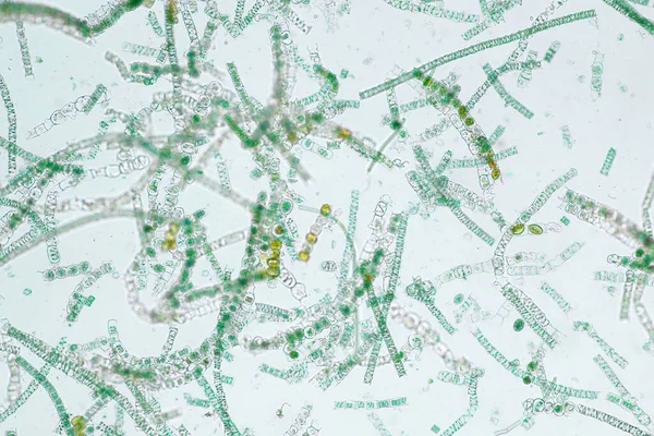纤维状藻类是形成长而可见的链 线或丝的单个藻类细胞 — 图库照片