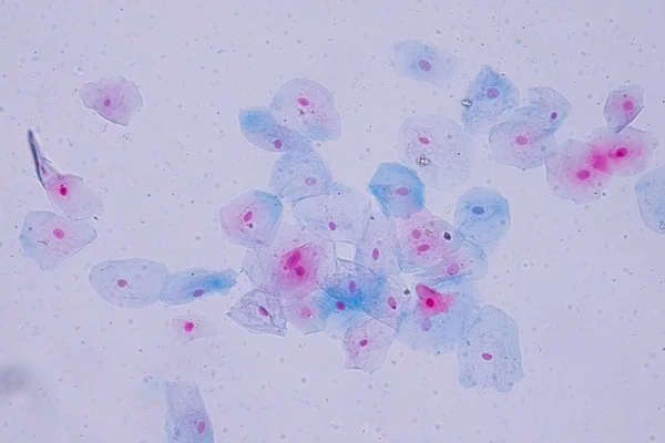 Dlaždicové Epitelové Buňky Pod Mikroskopem Pro Výuku Histologie Lidská Tkáň — Stock fotografie