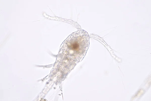 Copepod Zooplancton Gruppo Piccoli Crostacei Presenti Nell Habitat Marino Acqua — Foto Stock