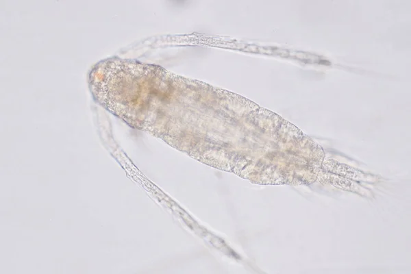 Copepod Zooplankton Group Small Crustaceans Found Marine Freshwater Habitat — Stock Photo, Image