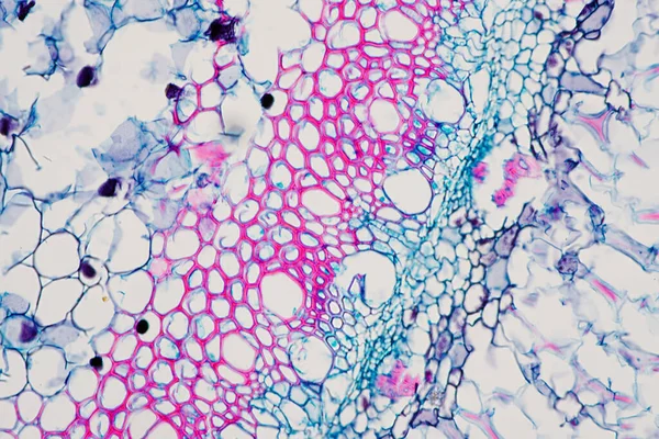 Secciones Transversales Raíz Planta Bajo Vista Del Microscopio Para Educación — Foto de Stock