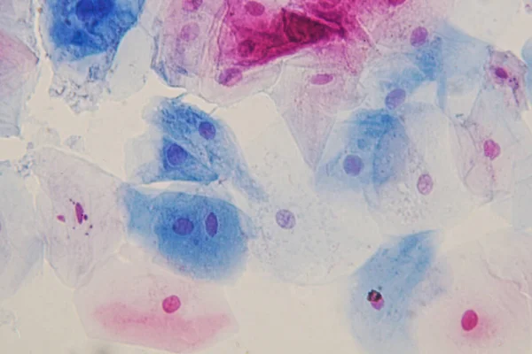 Células Epiteliales Escamosas Bajo Visión Microscópica Para Histología Educativa Tejido — Foto de Stock