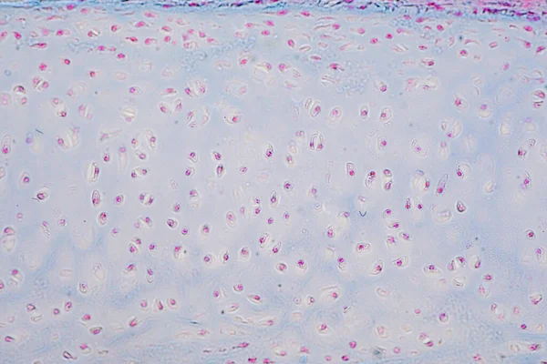 Corte Transversal Hueso Cartílago Humano Bajo Microscopio Para Histología Educativa —  Fotos de Stock