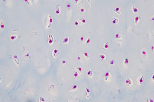 Doorsnede Menselijk Kraakbeen Onder Microscoop Voor Educatieve Histologie Menselijk Weefsel — Stockfoto