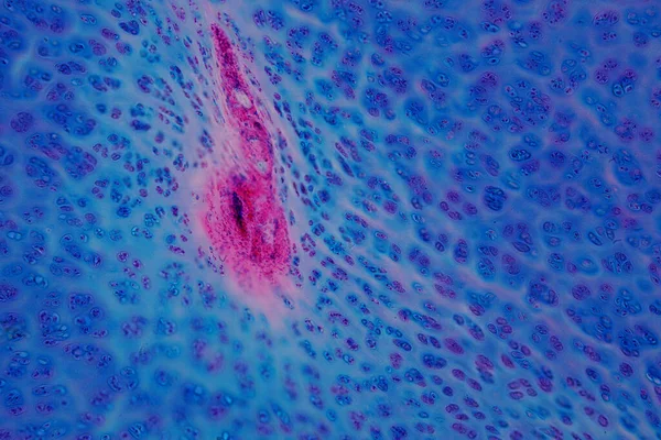 Cartilage Hyalin Humain Microscope Pour Histologie Éducation Tissus Humains — Photo