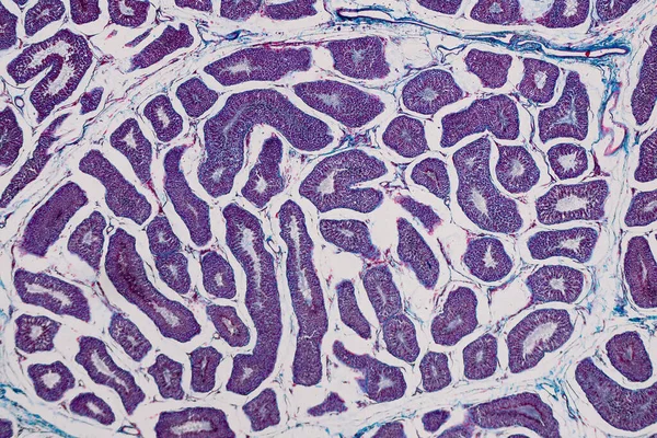 Testis Humanos Sob Visão Microscópica Mostra Espermatogonia Espermatócitos Meiose Espermatídeos — Fotografia de Stock