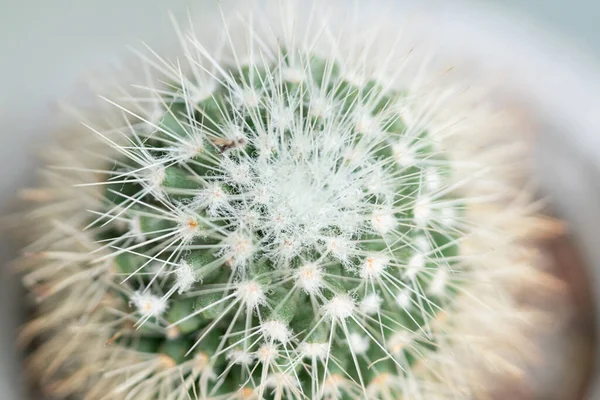 Macro Closeup Μικρών Κάκτων Για Φόντο Της Φύσης — Φωτογραφία Αρχείου