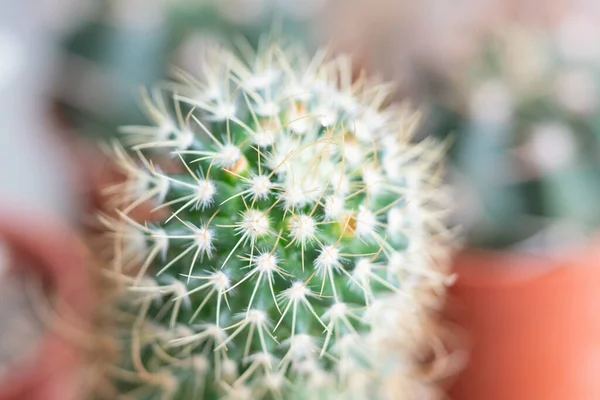 Makro Närbild Små Kaktus För Natur Bakgrund — Stockfoto