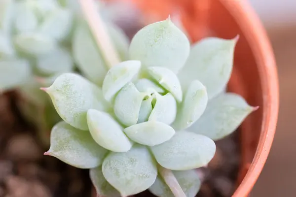 Makro Nahaufnahme Von Kleinen Kakteen Für Den Hintergrund Der Natur — Stockfoto