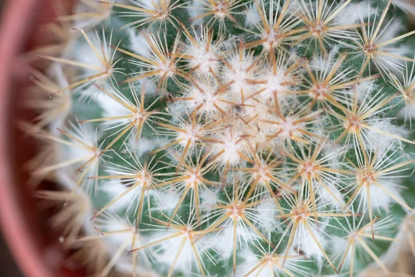 Macro Primer Plano Cactus Pequeños Para Fondo Naturaleza —  Fotos de Stock