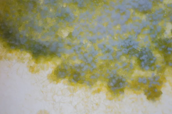 Schimmel Oppervlaktevoedsel Zichtbare Strengen Van Microscopische Schimmels Ballen Met Sporen — Stockfoto