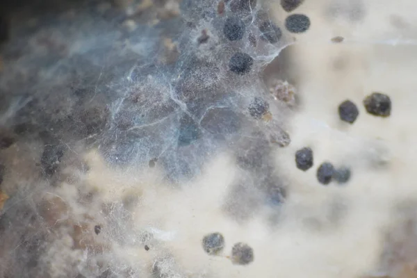 Цвіль Поверхні Їжі Видимі Нитки Мікроскопічних Грибів Куль Спорами — стокове фото