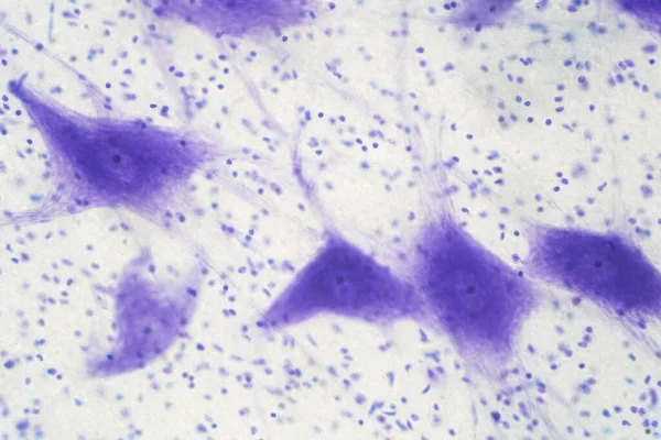 Eğitim için mikroskop altında beyindeki nöron hücreleri.