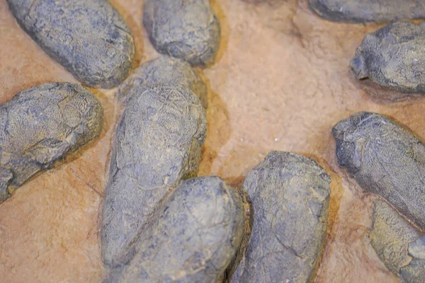 Dinozor yumurtalarının fosili.