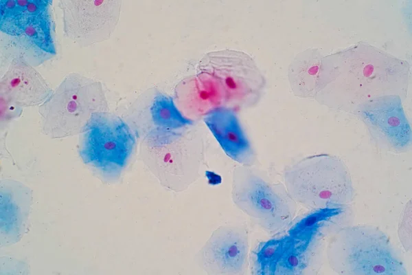 Células Epiteliales Escamosas Bajo Visión Microscópica Para Histología Educativa Tejido — Foto de Stock