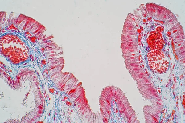 单层柱状上皮细胞是单层柱状上皮细胞 在人类中 一个简单的柱状上皮细胞连接着消化道的大部分器官 包括胃 小肠和大肠 — 图库照片