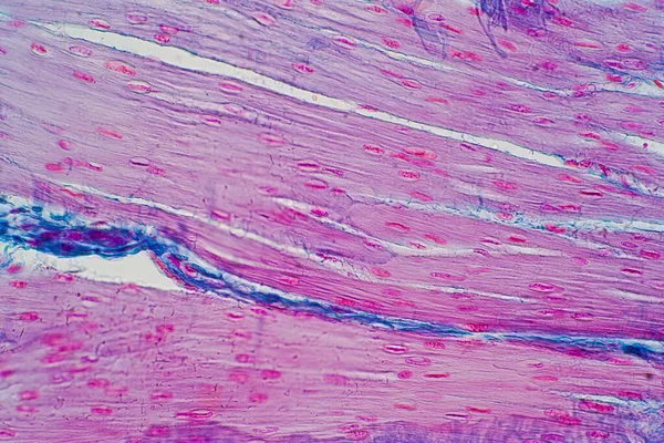 Istologia Della Muscolatura Liscia Umana Microscopio Educazione Tessuto Umano — Foto Stock