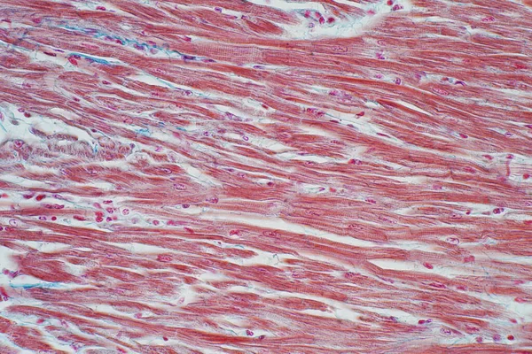 Istologia Del Muscolo Cardiaco Umano Microscopio Educazione Istologia Dei Tessuti — Foto Stock