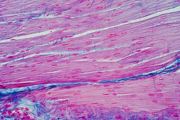 Histologie Van Menselijke Gladde Spieren Onder Microscoop Uitzicht Voor Onderwijs — Stockfoto