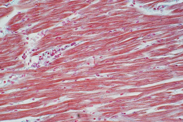 Istologia Del Muscolo Cardiaco Umano Microscopio Educazione Istologia Dei Tessuti — Foto Stock