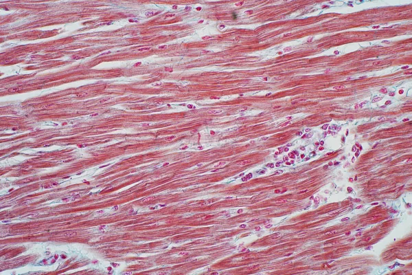 Istologia Del Muscolo Cardiaco Umano Microscopio Educazione Istologia Dei Tessuti — Foto Stock