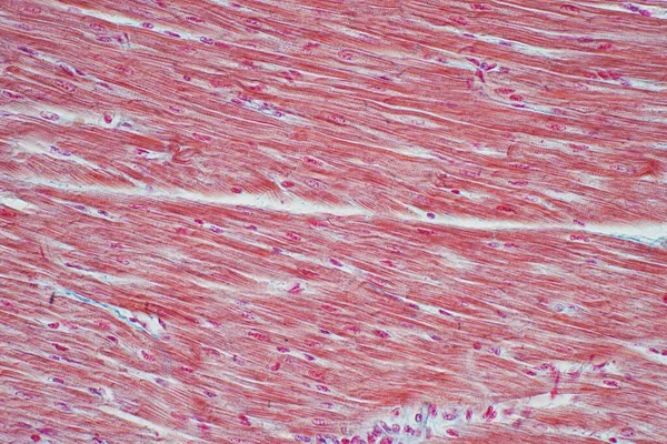 Istologia Del Muscolo Cardiaco Umano Microscopio Educazione Istologia Dei Tessuti — Foto Stock