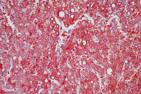 肝动物组织显微观察 肝组织学 — 图库照片