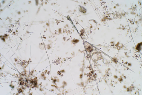 Plancton Acuático Marino Bajo Vista Del Microscopio Para Educación — Foto de Stock