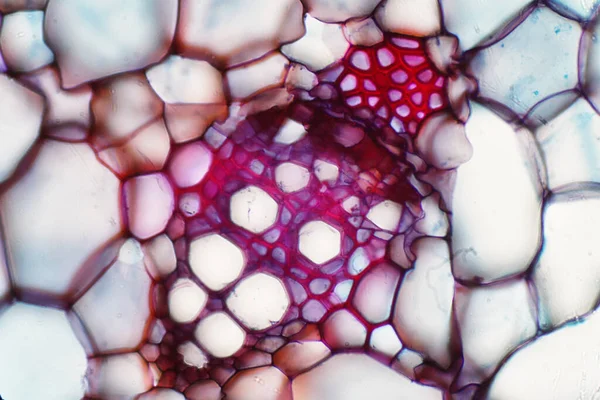 Tejido Vascular Vegetal Bajo Microscopio Ver Para Educación — Foto de Stock