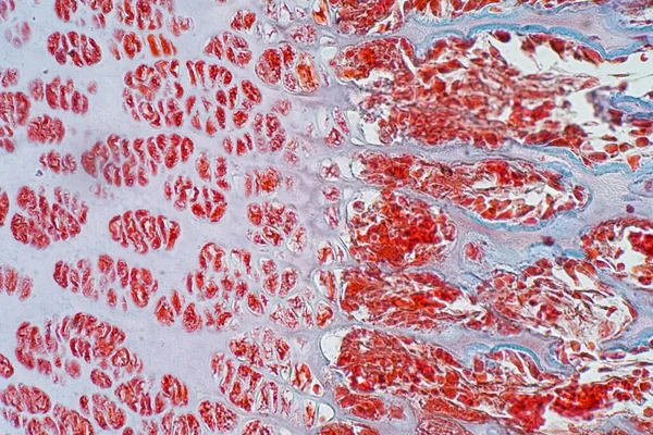 Поперечний Переріз Кістки Людського Хряща Під Мікроскопом Гістології Освіти Людської — стокове фото