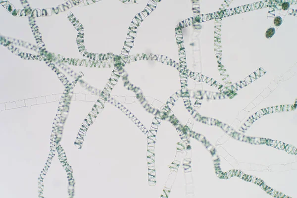 Spirogyra Jest Rodzajem Włóknistych Charofitowych Zielonych Alg Pod Mikroskopem — Zdjęcie stockowe