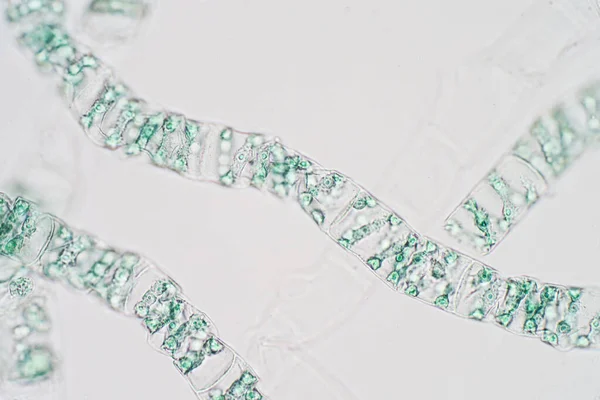 Спирогира Род Нитевидных Харофитовых Зеленых Водорослей Микроскопом — стоковое фото