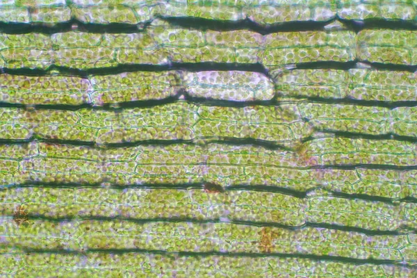 Célula Vegetal Bajo Microscopio Vista Para Educación —  Fotos de Stock