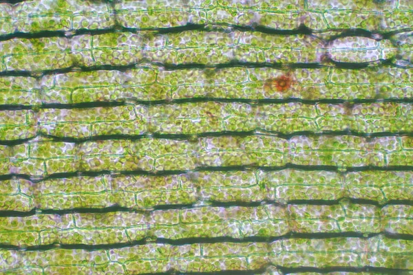 Célula Vegetal Bajo Microscopio Vista Para Educación —  Fotos de Stock