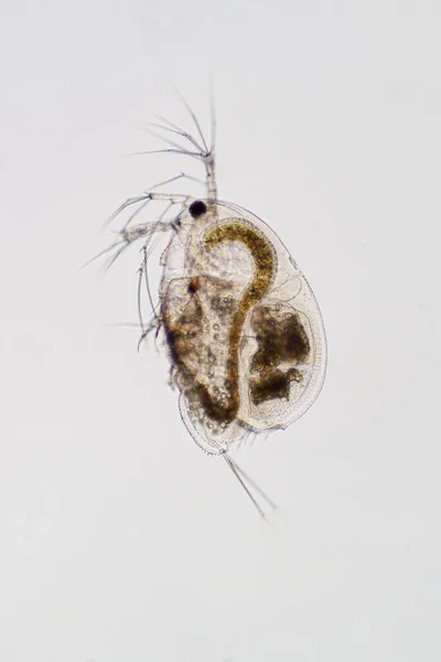 Water Flea Moina Macrocopa Microscope View Education — Stock Photo, Image