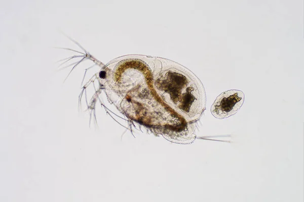 Ψύλλοι Νερού Moina Macrocopa Κάτω Από Μικροσκόπιο Για Εκπαίδευση — Φωτογραφία Αρχείου