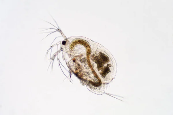 Wasserfloh Moina Macrocopa Unter Dem Mikroskop — Stockfoto