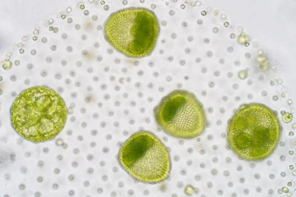 Volvox Polyfyletický Rod Zelených Řas Chlorofytů Nebo Fytoplanktonů Žijí Různých — Stock fotografie