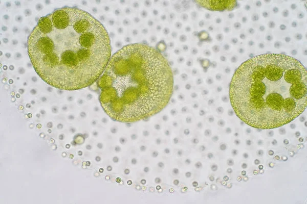 Volvox Ist Eine Polyphyletische Gattung Von Chlorophyten Grünalgen Oder Phytoplankton — Stockfoto