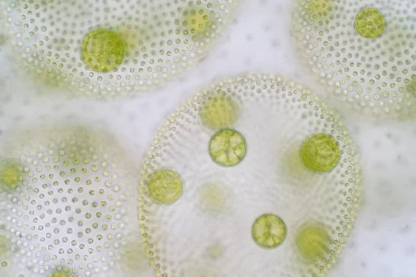 Volvox Klorofil Yeşil Alglerin Veya Fitoplanktonların Polifiletik Cinsidir Çeşitli Tatlı — Stok fotoğraf